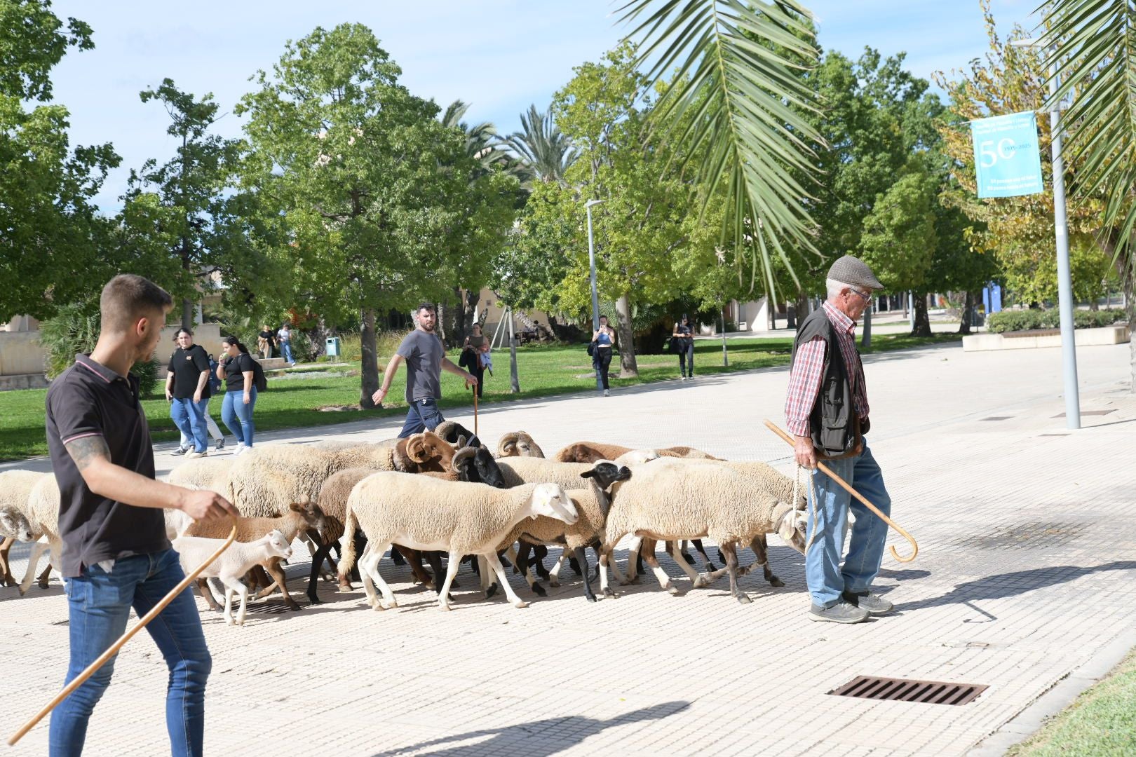 De la Cañada Real al aula magna: las ovejas toman la Universidad de Alicante por la ruta de la trashumancia