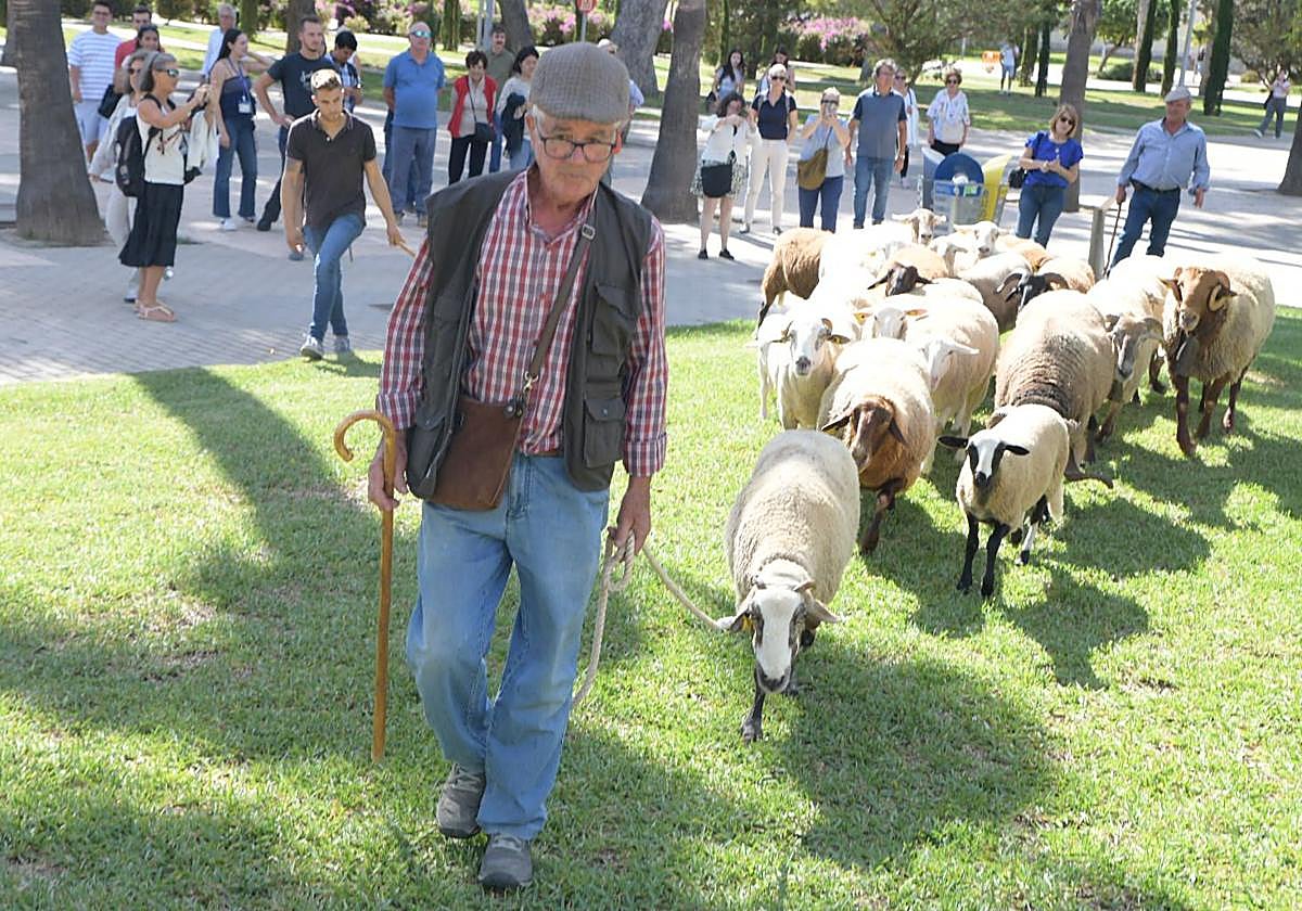 De la Cañada Real al aula magna: las ovejas toman la Universidad de Alicante por la ruta de la trashumancia