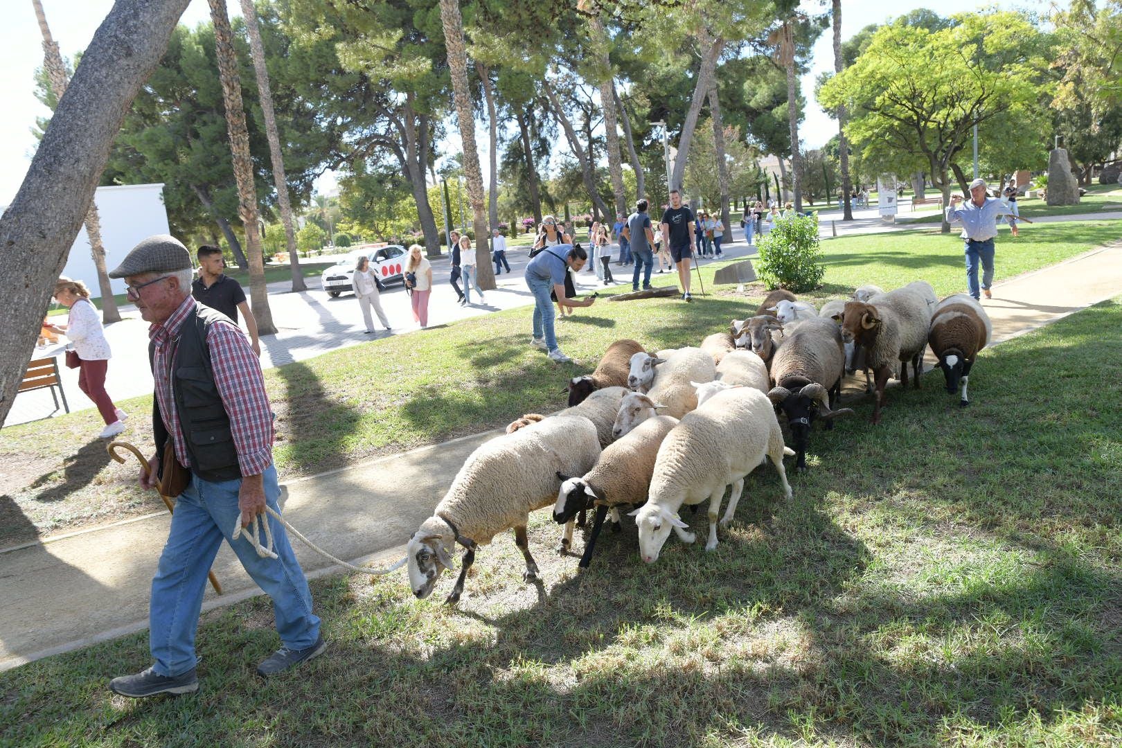 De la Cañada Real al aula magna: las ovejas toman la Universidad de Alicante por la ruta de la trashumancia