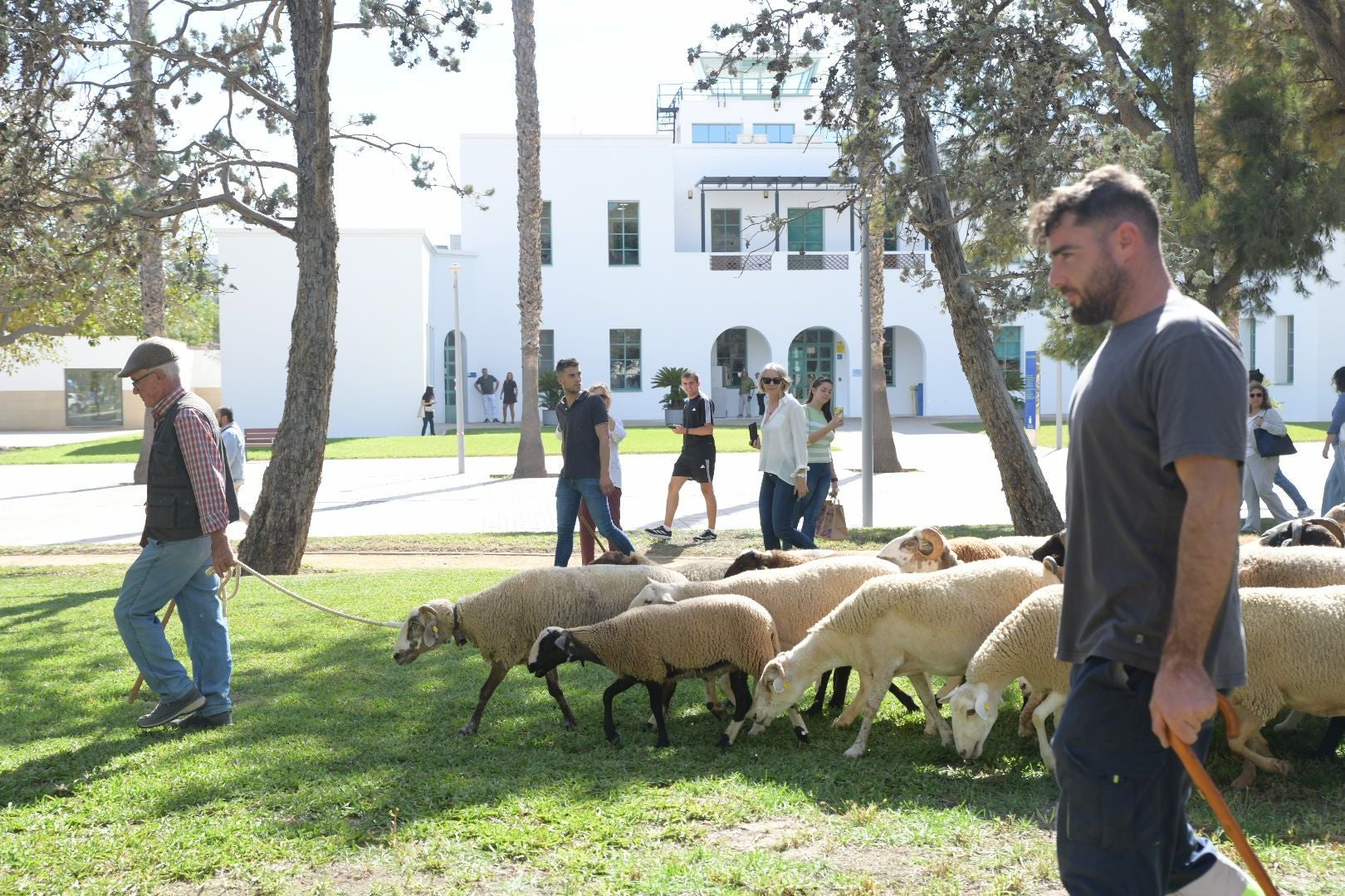 De la Cañada Real al aula magna: las ovejas toman la Universidad de Alicante por la ruta de la trashumancia