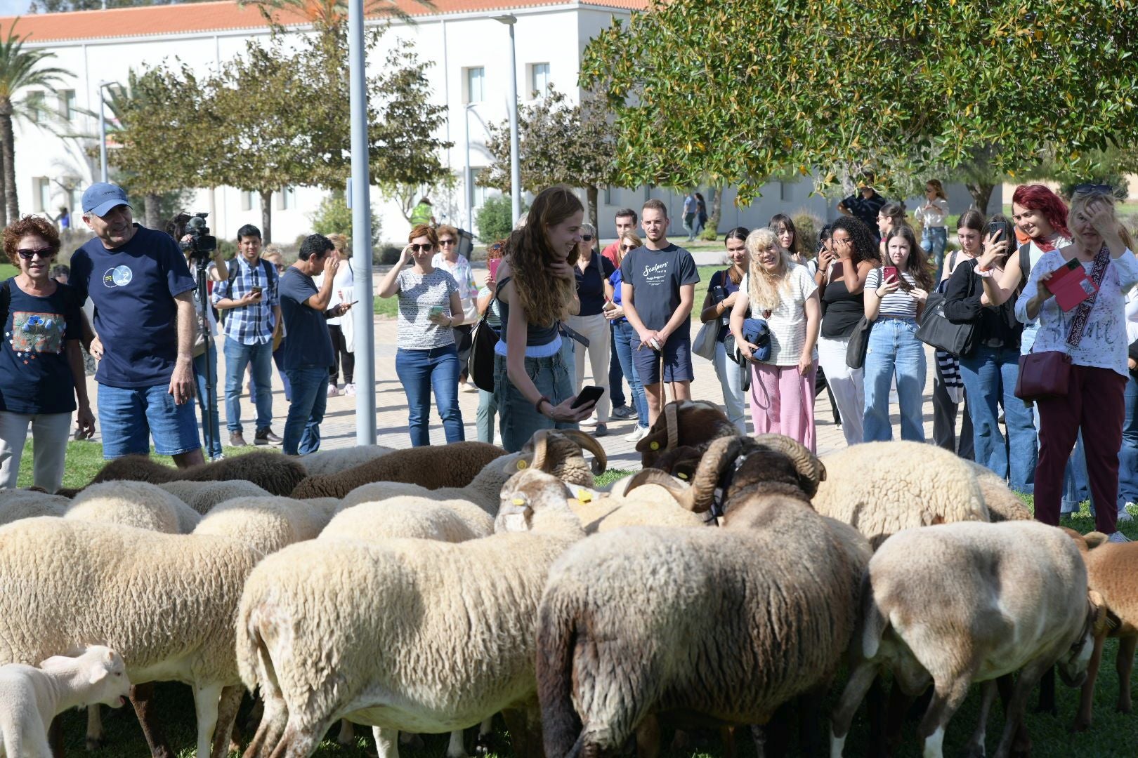 De la Cañada Real al aula magna: las ovejas toman la Universidad de Alicante por la ruta de la trashumancia