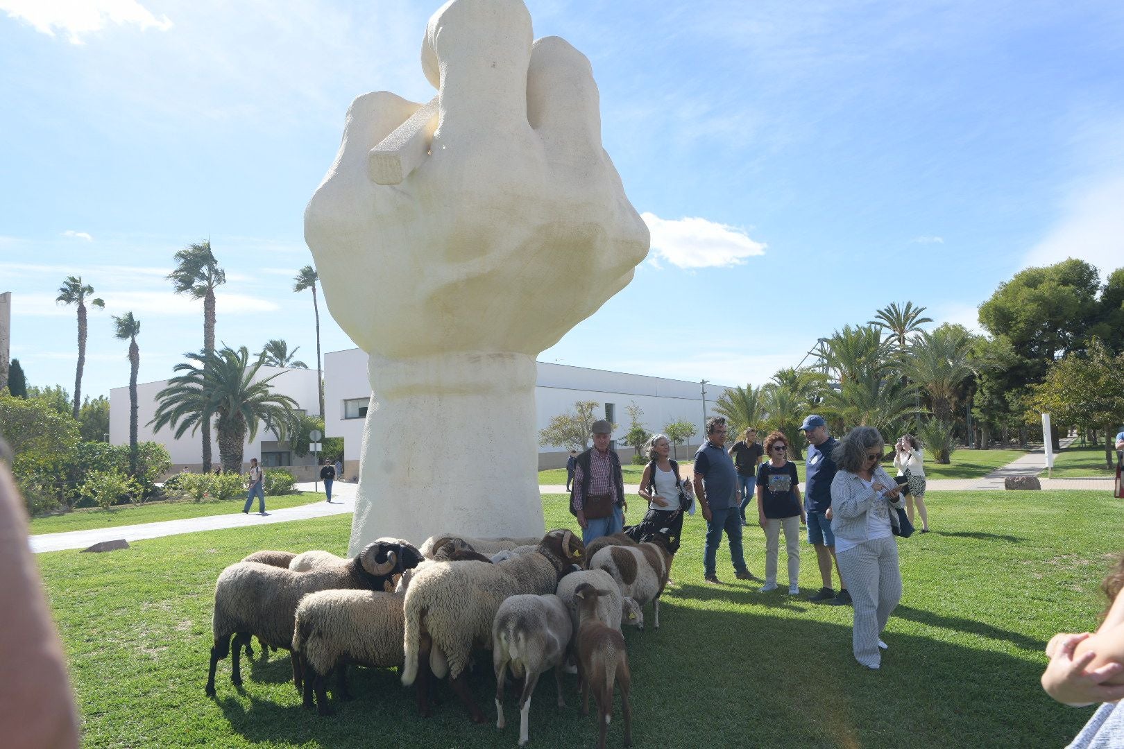 De la Cañada Real al aula magna: las ovejas toman la Universidad de Alicante por la ruta de la trashumancia