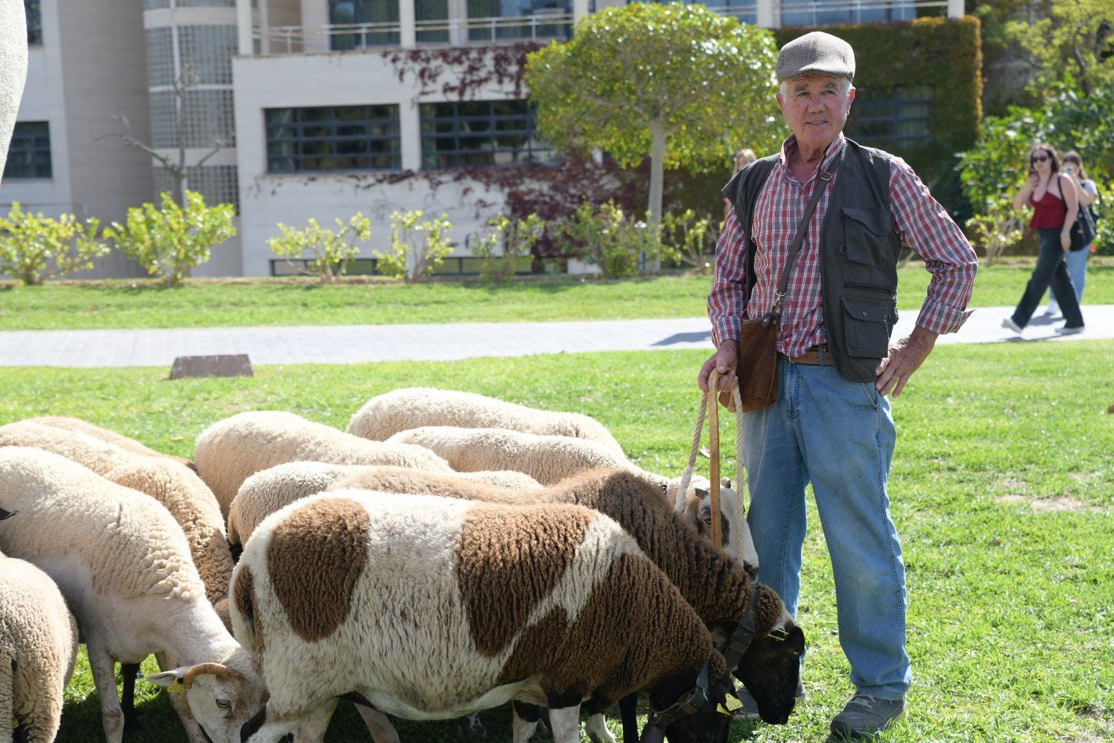 De la Cañada Real al aula magna: las ovejas toman la Universidad de Alicante por la ruta de la trashumancia