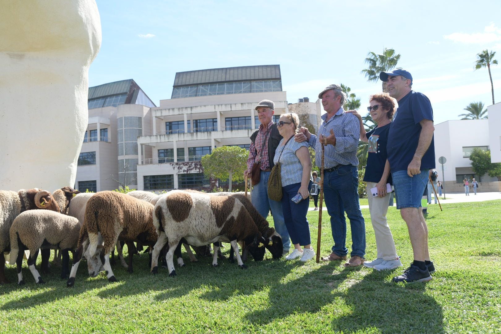 De la Cañada Real al aula magna: las ovejas toman la Universidad de Alicante por la ruta de la trashumancia