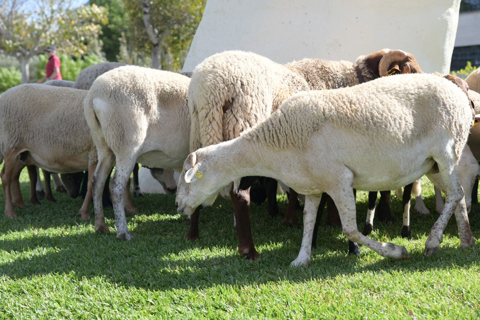 De la Cañada Real al aula magna: las ovejas toman la Universidad de Alicante por la ruta de la trashumancia