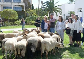 VÍDEO: Las ovejas toman la Universidad de Alicante