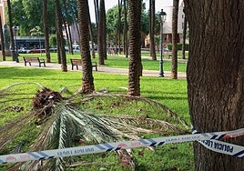 Una de las palmeras caídas por el vendaval.
