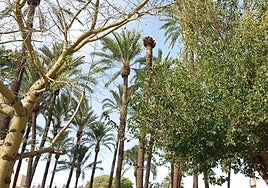 Caída de árboles en el norte de Alicante por el viento.