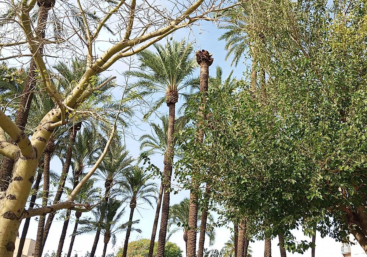 Caída de árboles en el norte de Alicante por el viento.