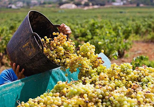 Vendimia del año 2025.