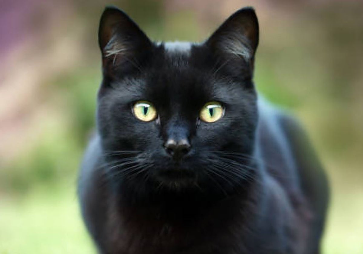 Another Alicante Municipality Shields Its Feline Colonies Against Potential Halloween Rituals