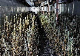 La plantación de marihuana desmantelada en una nave de Aspe.