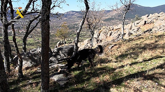 Un perro de la Guardia Civil inspecciona el terreno durante la operación.
