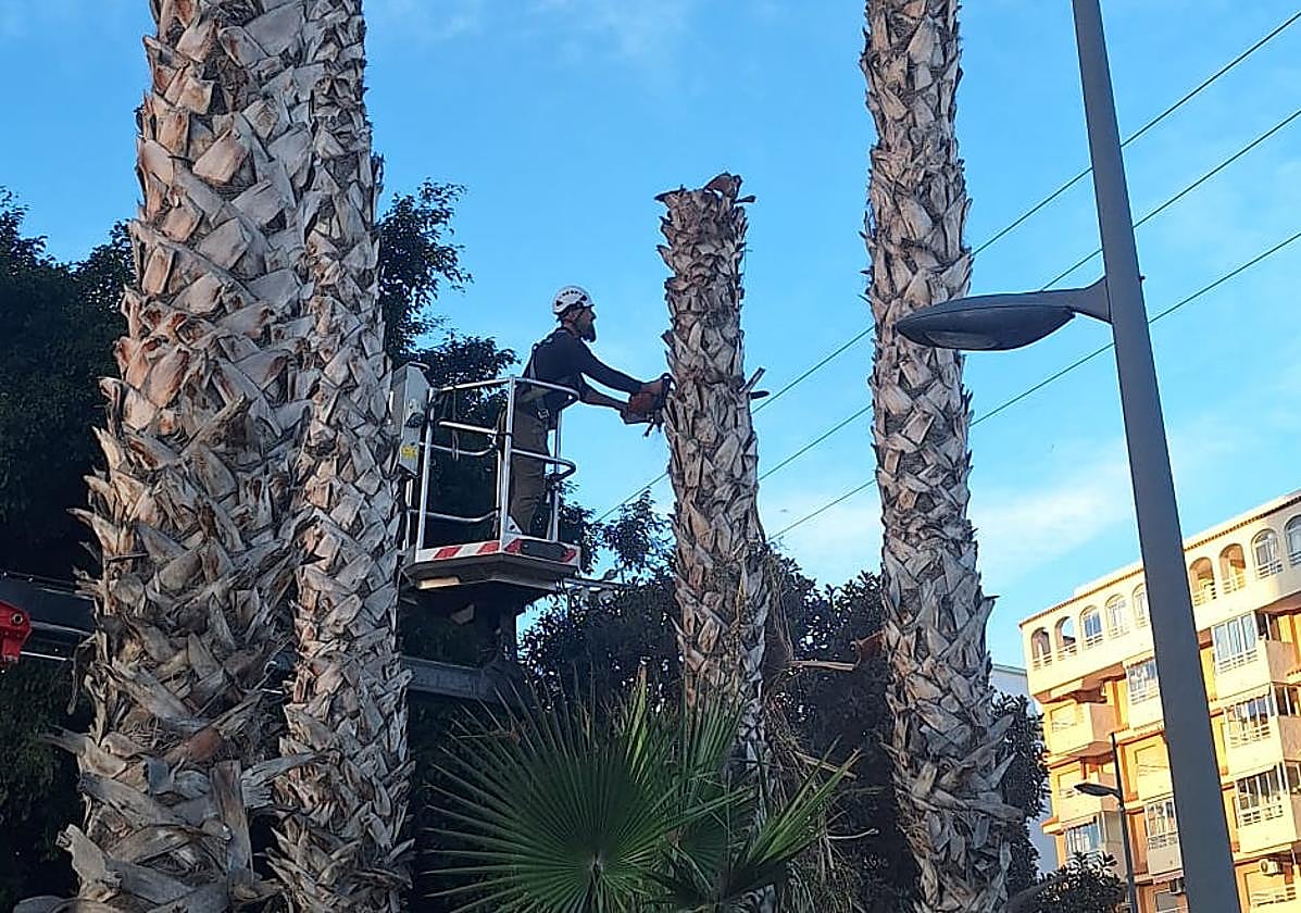 Felling of palm trees on Ejércitos Españoles Avenue in Calpe.