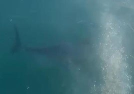 Un atún en aguas del puerto de Xàbia.