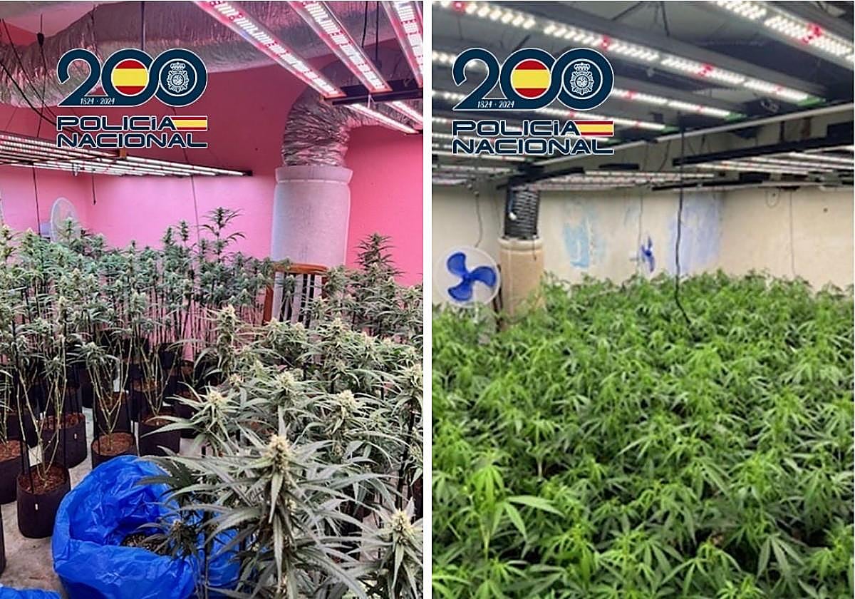 Los cultivos 'indoor' ubicados en el interior de los domicilios investigados.