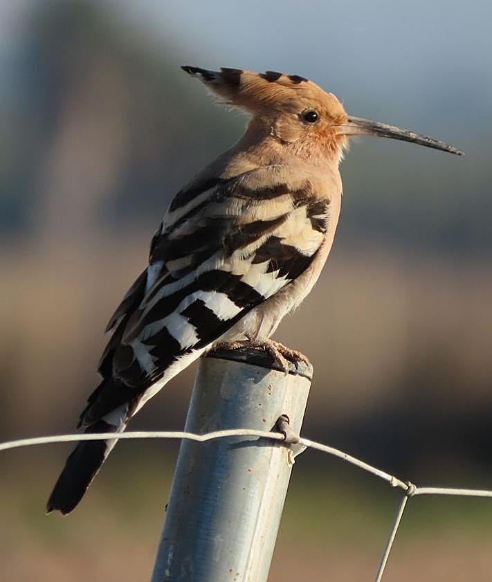Imagen secundaria 2 - Diferentes especies de aves presentes en la Península Ibérica.