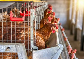 las aves tendrán que alimentarse y abrevarse en el interior de las instalaciones.