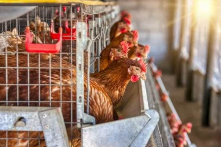 las aves tendrán que alimentarse y abrevarse en el interior de las instalaciones.