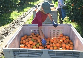 Recolección de naranjas en los campos para proveer las tiendas.