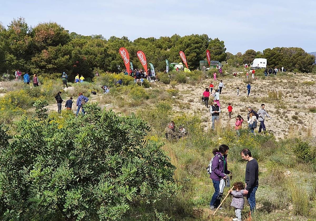 Reforestation of Alicante's Monte Orgegia.