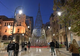 Árbol gigante en la avenida de la Constitución de Alicante.