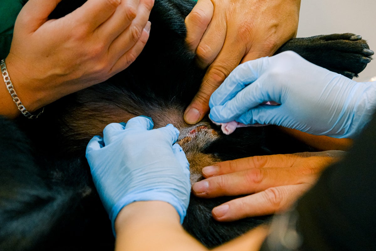 La clínica veterinaria que cuida a los perros policía de Alicante, en imágenes