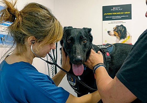 La responsable de la clínica osculta a Tuba, una de las canes de la Unidad de Guías Caninos de la Policía Nacional de Alicante.