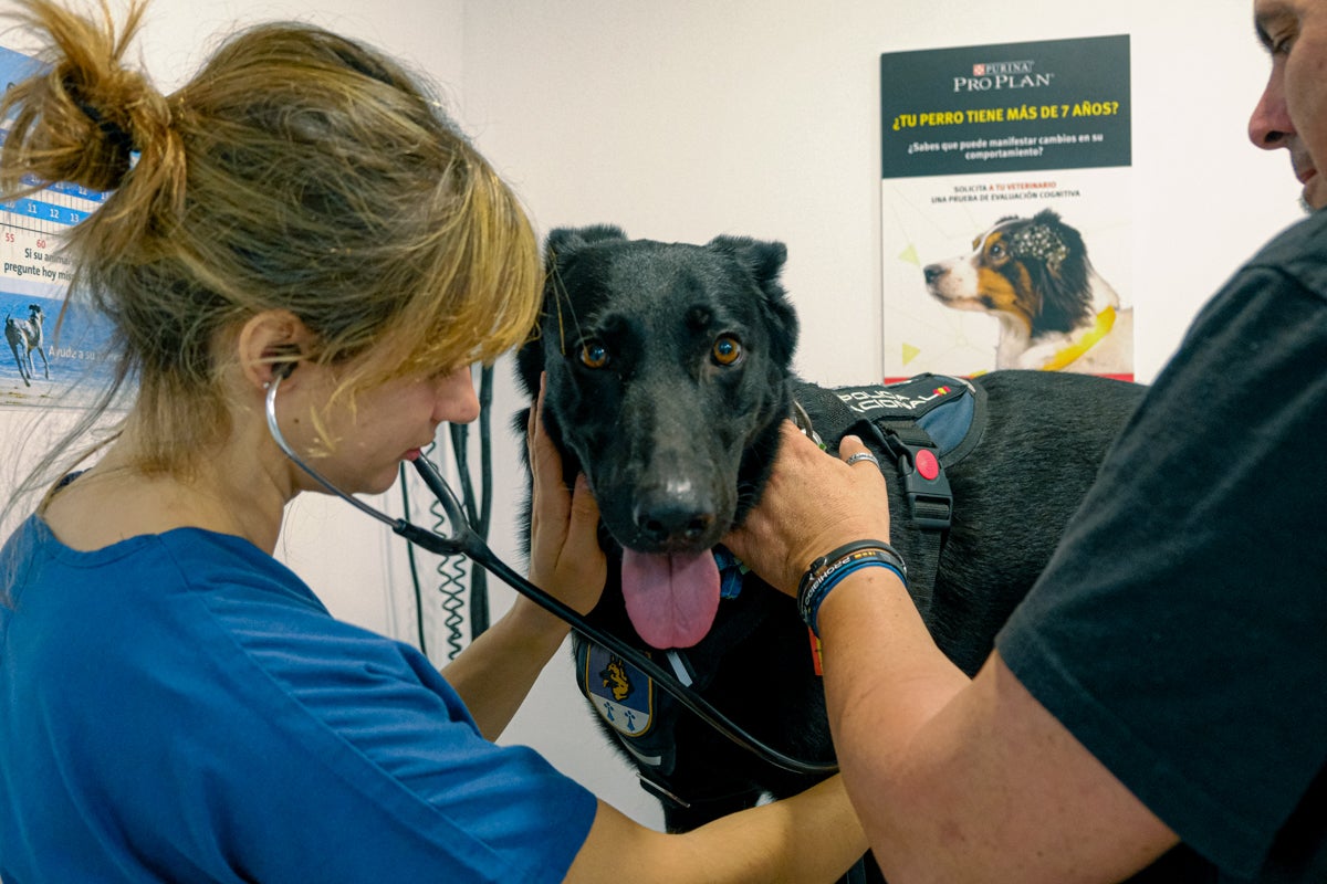 La clínica veterinaria que cuida a los perros policía de Alicante, en imágenes