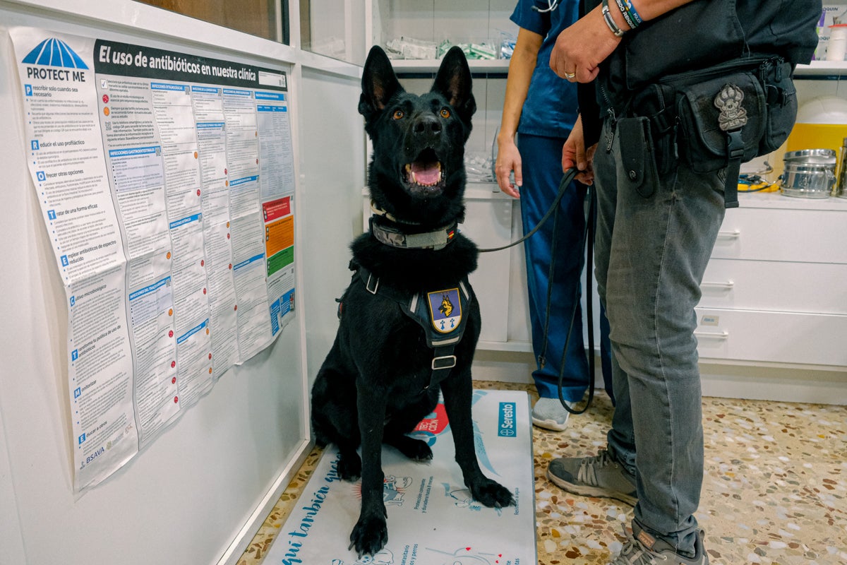 La clínica veterinaria que cuida a los perros policía de Alicante, en imágenes