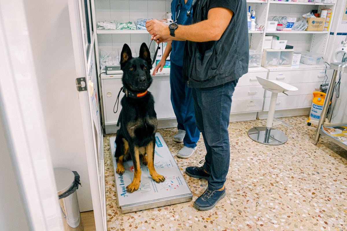 La clínica veterinaria que cuida a los perros policía de Alicante, en imágenes