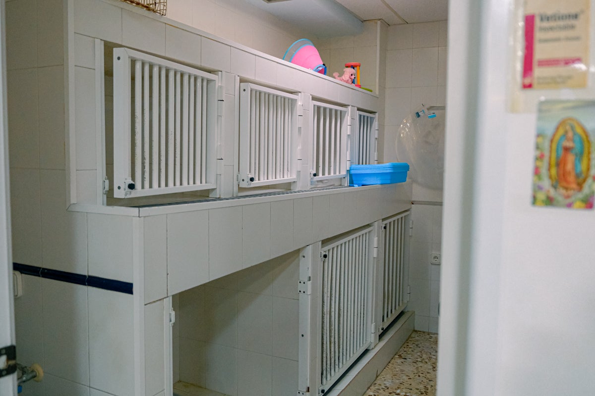 La clínica veterinaria que cuida a los perros policía de Alicante, en imágenes
