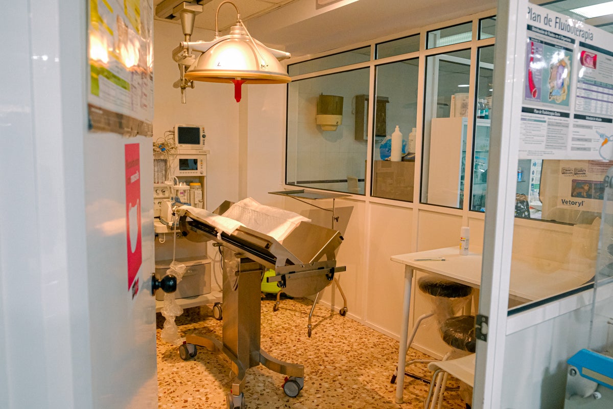 La clínica veterinaria que cuida a los perros policía de Alicante, en imágenes