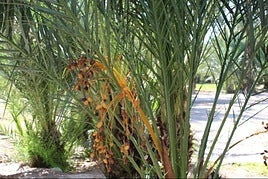 Palmera datilera en Elche.