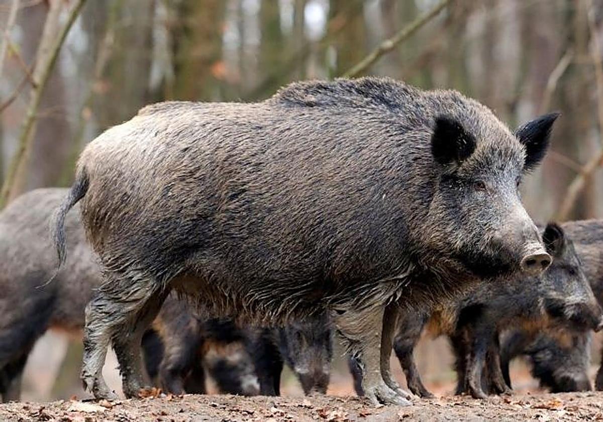 Jabalíes salvajes.