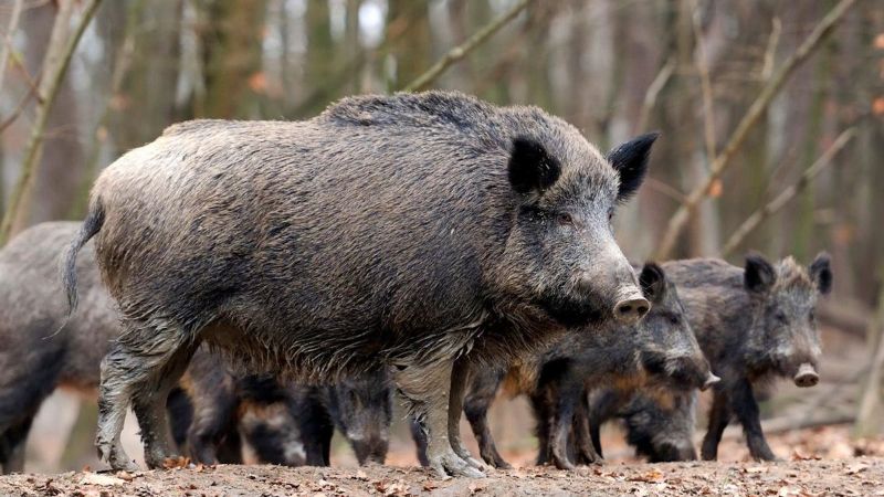 Imagen principal - La Generalitat trata de blindar a los ganaderos alicantinos frente a la peste porcina: más caza de jabalíes y 9 millones en ayudas para bioseguridad