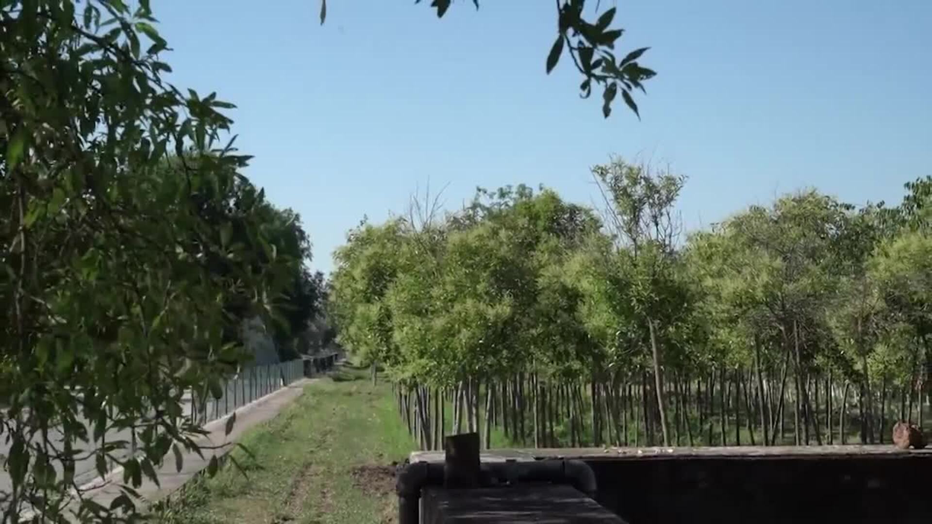 Planas aclara que la peste porcina no afecta a humanos y buscará limitar el impacto económico