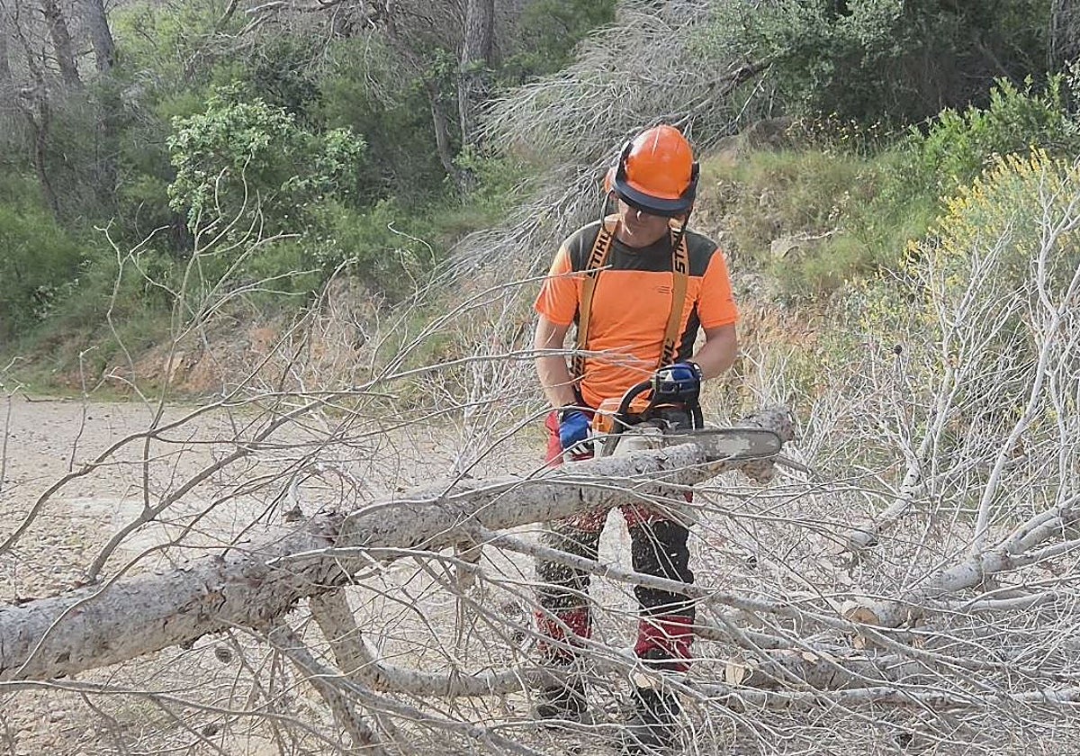 Medio Ambiente retira pinos secos de la Serra Gelada para evitar ...