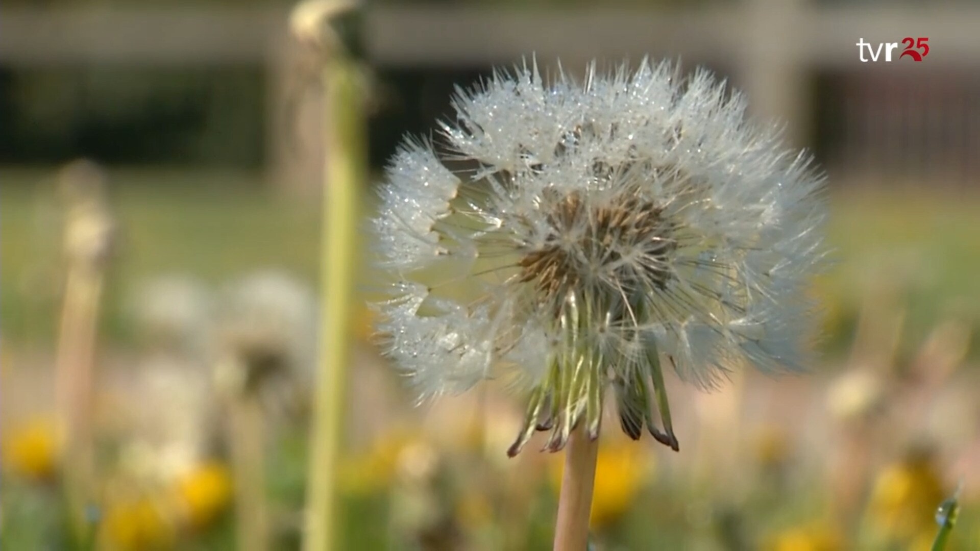 Una primavera, con temperaturas algo más altas y precipitaciones normales