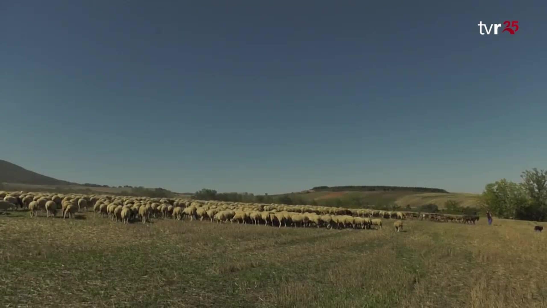 REPORTAJE PASTOR TRASHUMANCIA La Rioja